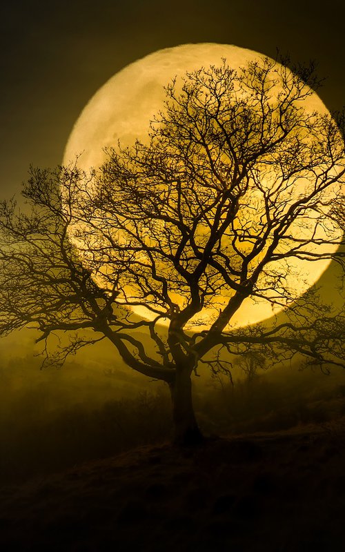 HARVEST MOON II by Harv Greenberg