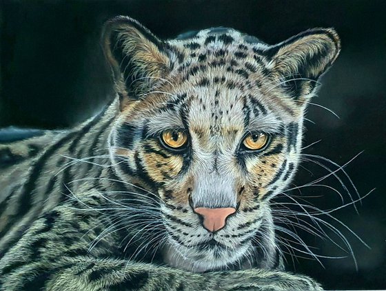 Silent watcher - Pastel portrait of a clouded leopard