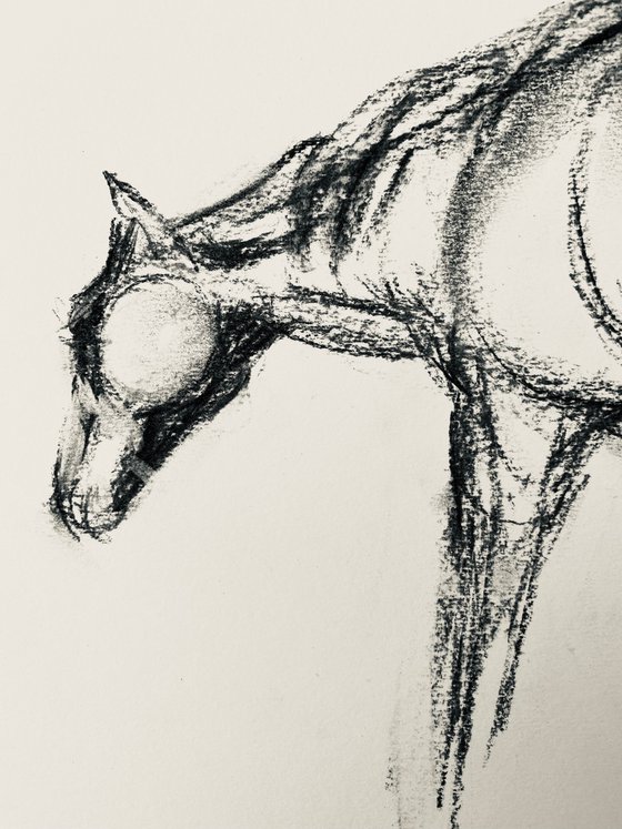 Charcoal: Sketch of Horse