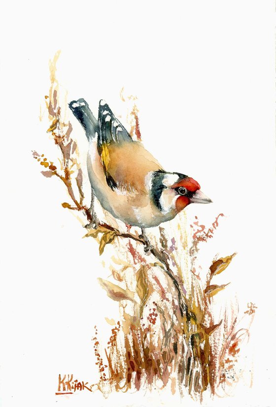 European Goldfinch