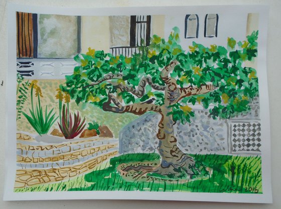 Fig Tree in  Spanish Garden