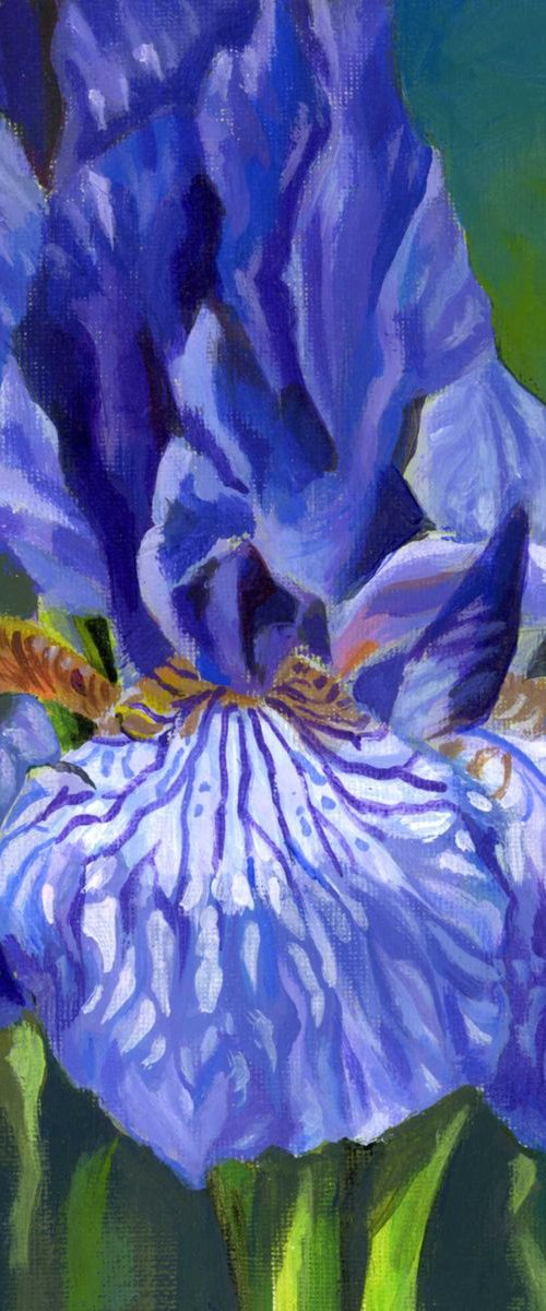 blue iris by Alfred  Ng