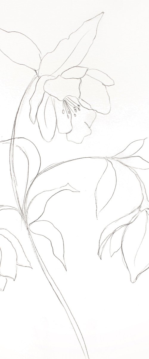 Hellebore No. 29 by Elizabeth Becker