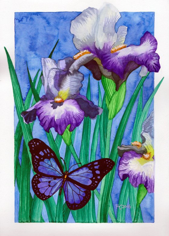 Iris Butterfly