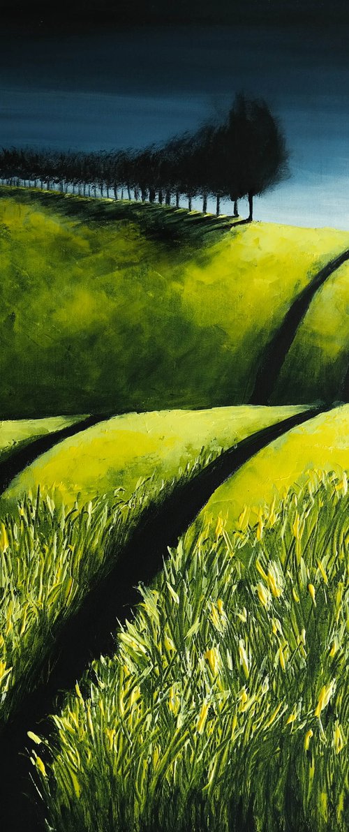 Canola fields in September- Fields and Colors Series by Danijela Dan