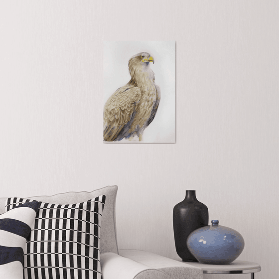 Watchful Buzzard bird portrait