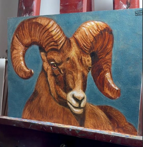 Ram Sheep