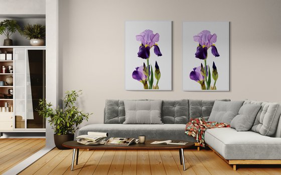 Iris flower spring, garden, botanical
