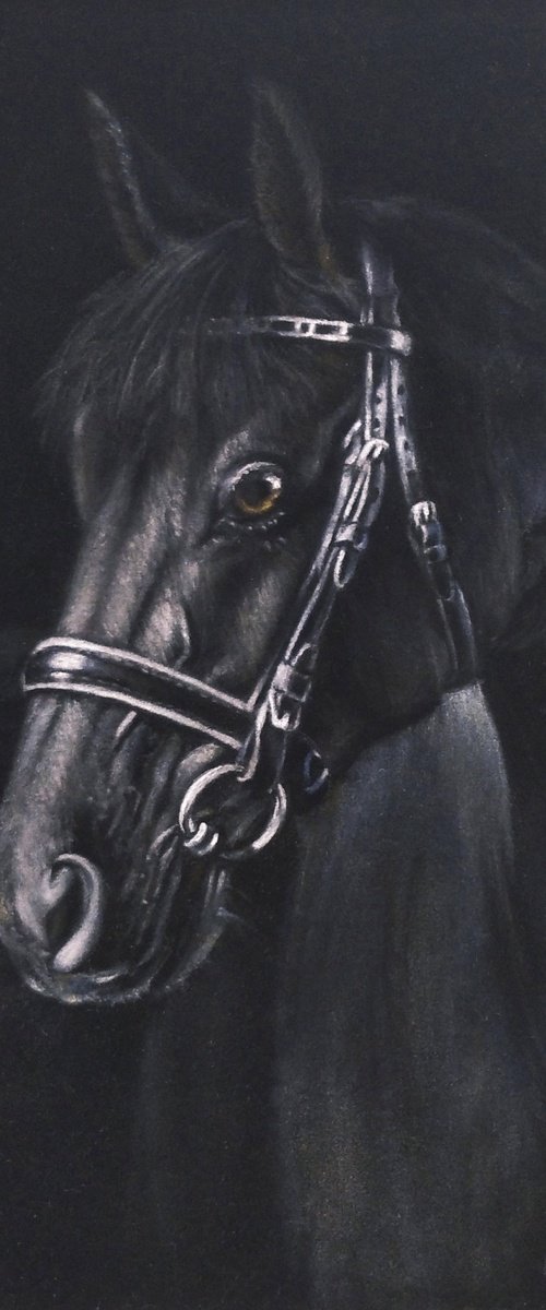 Horse Portrait by Liubov Samoilova