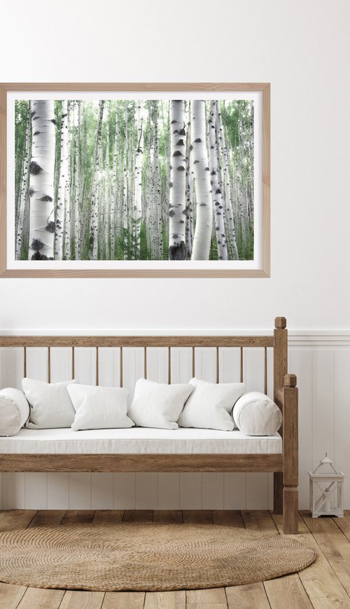 July Aspens by Emily Kent