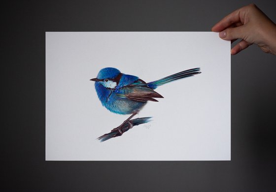 Splendid Fairywren