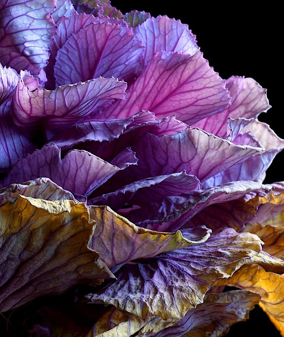 Kale in Decay