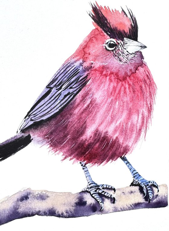 Red pileated finch Bird