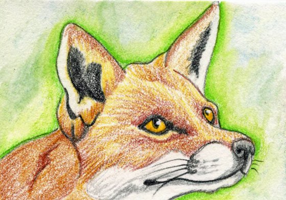 ACEO ATC Original Drawing Red Fox Wildlife Art-Carla Smale