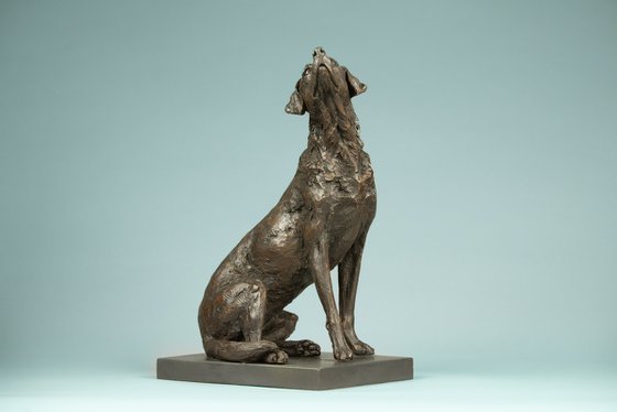 "Affection"Labrador BR