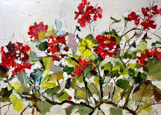 Red geraniums