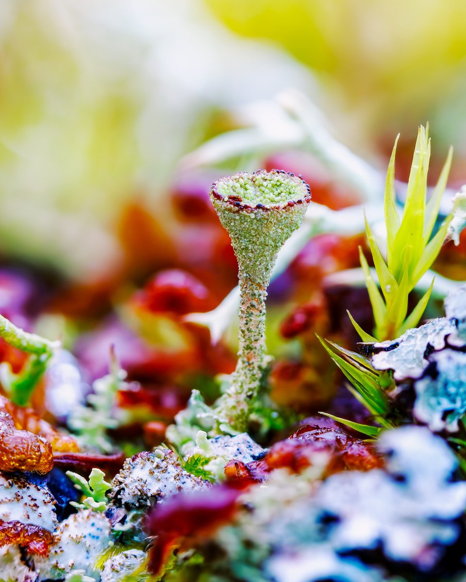 Impressionistic Botanical Photograph By Inna Etuvgi, 17 X 21, Forest Stories, Original Artwork