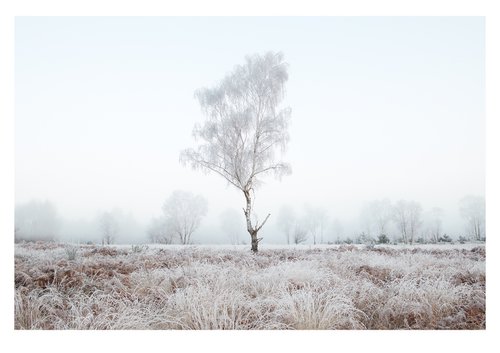 Hoar Frost Tree by Douglas Kurn