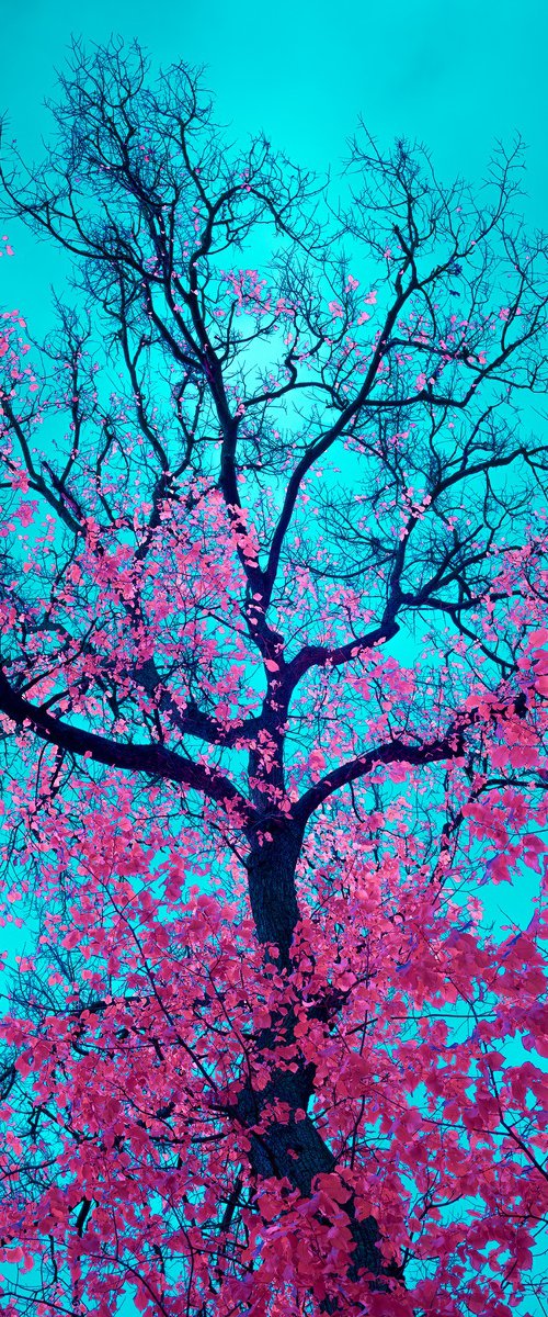 Chromatic Canopy by Nick Psomiadis