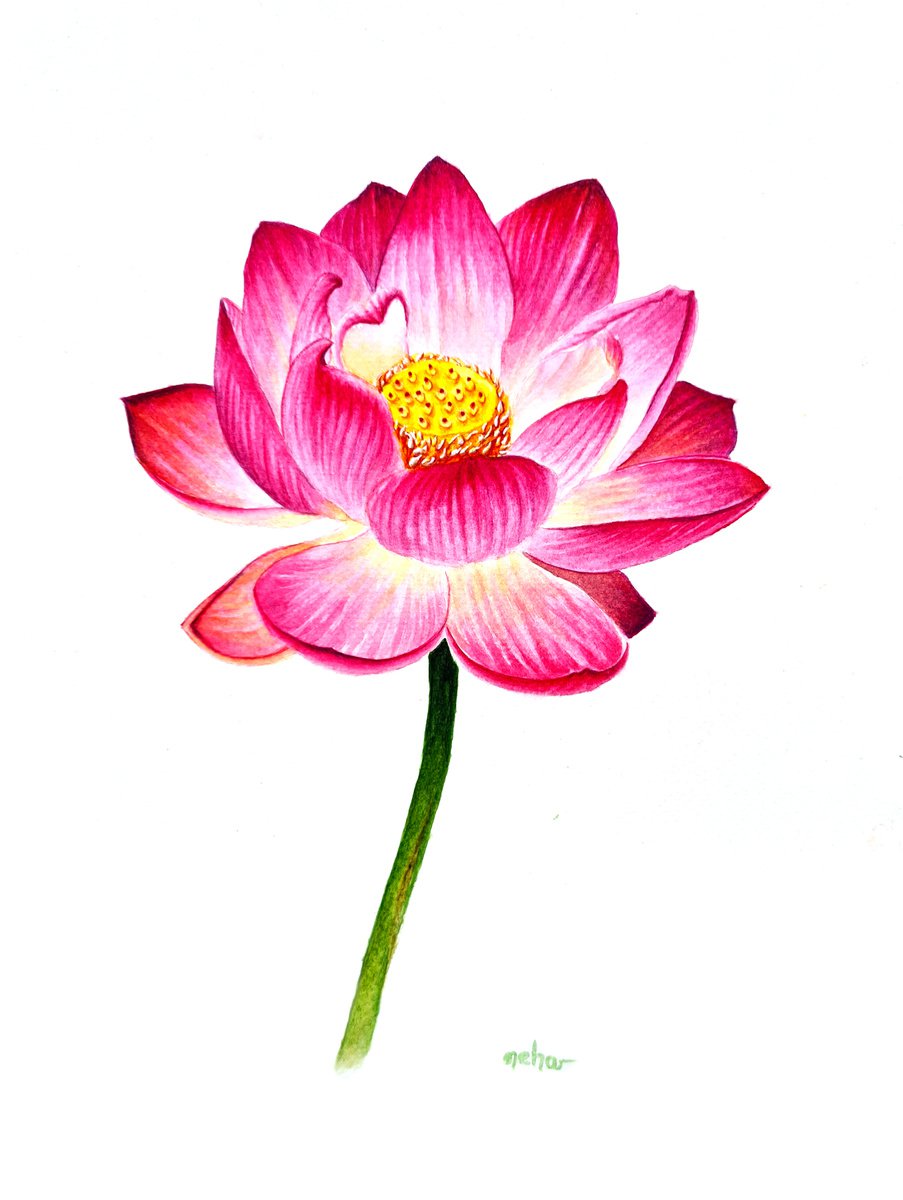 Lotus, a sacred flower by Neha Soni