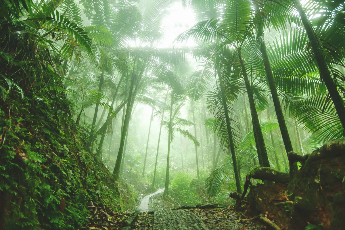 Photorealistic Landscape Photograph By Emily Kent, 37 X 25, El Yunque Rain Forest, Original Artwork