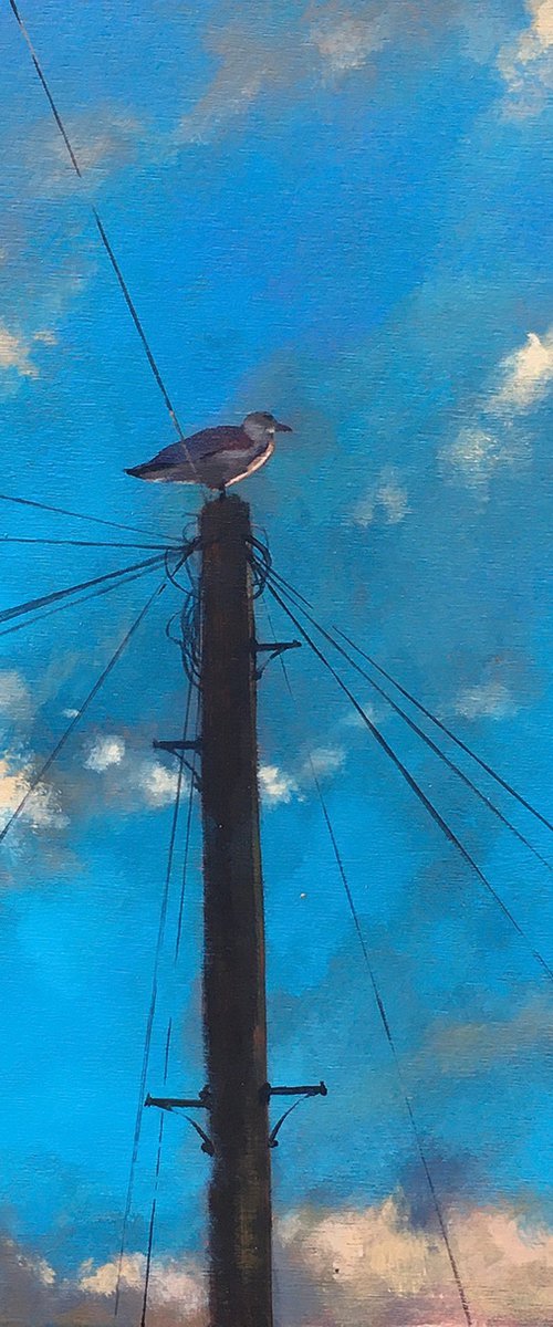 Seagull on a pole by Andrew Morris