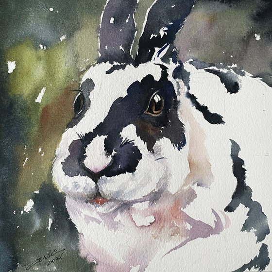Oreo the Bunny