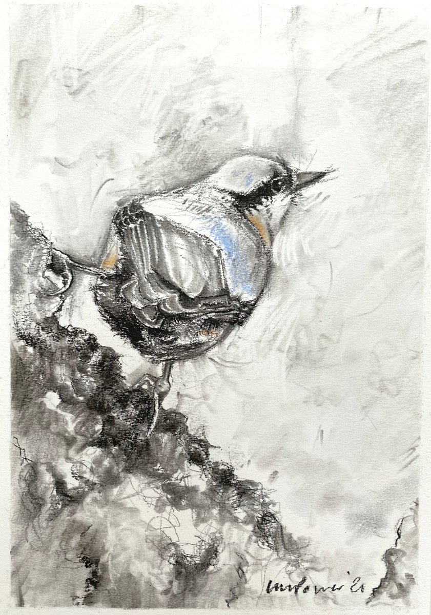 Nuthatch - charcoal drawing on paper - A4, 295mm x 210mm by Luci Power