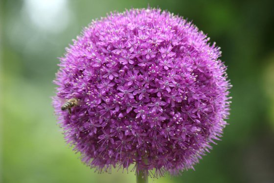 Flower ball