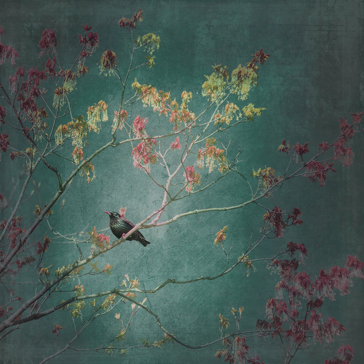 Photograph , European Starling - Medium By Brooke T Ryan, 16 X 16, Artwork For Sale On Artfinder