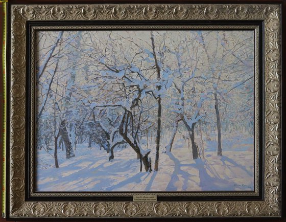 Apple Trees Covered in Snow