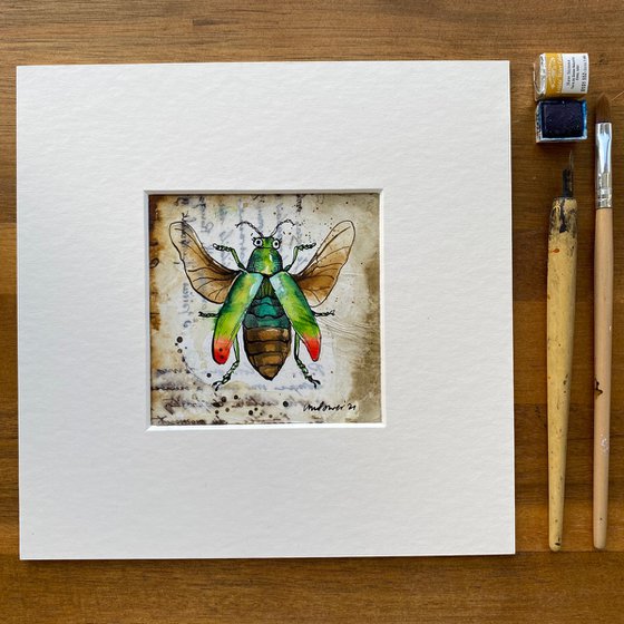 Jewel Beetle ‘Chrysochroa Aurora’