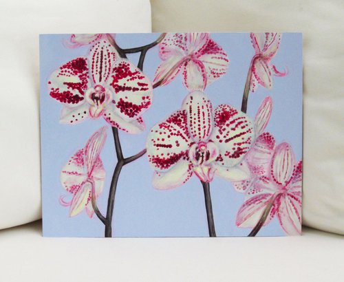 Moth Orchid by Jacqueline Talbot