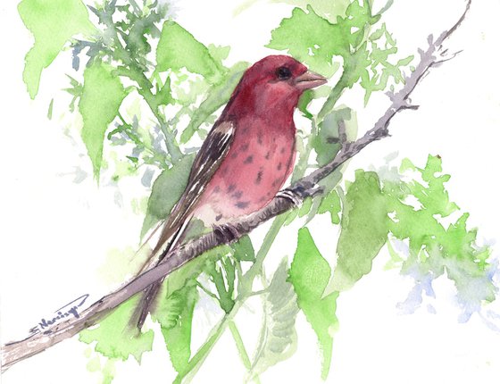 House Finch Bird