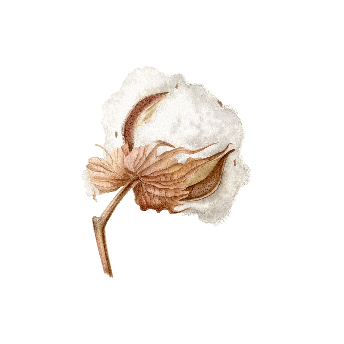 Photorealistic Botanical Watercolour By Maryna Vozniuk, 10 X 10", Cotton Ball, Original Artwork