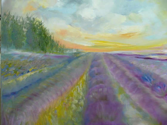Lavender Fields 2026