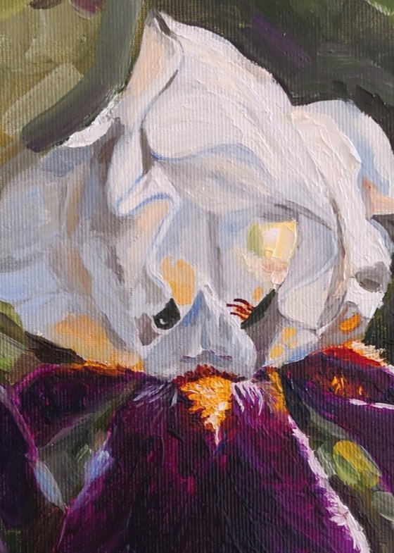 White violet iris in the garden, iris flower Painting