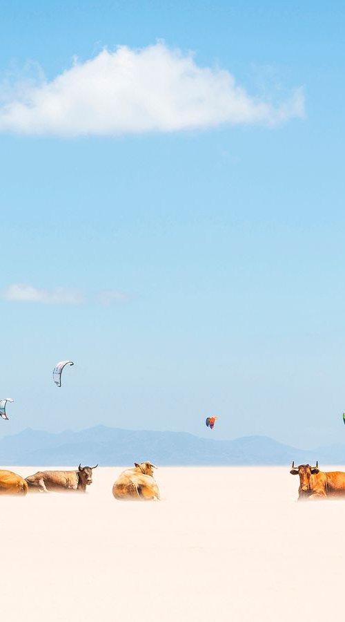 Cows And Kites by Andrew Lever