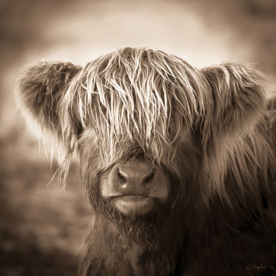 Scottish Highland Cow