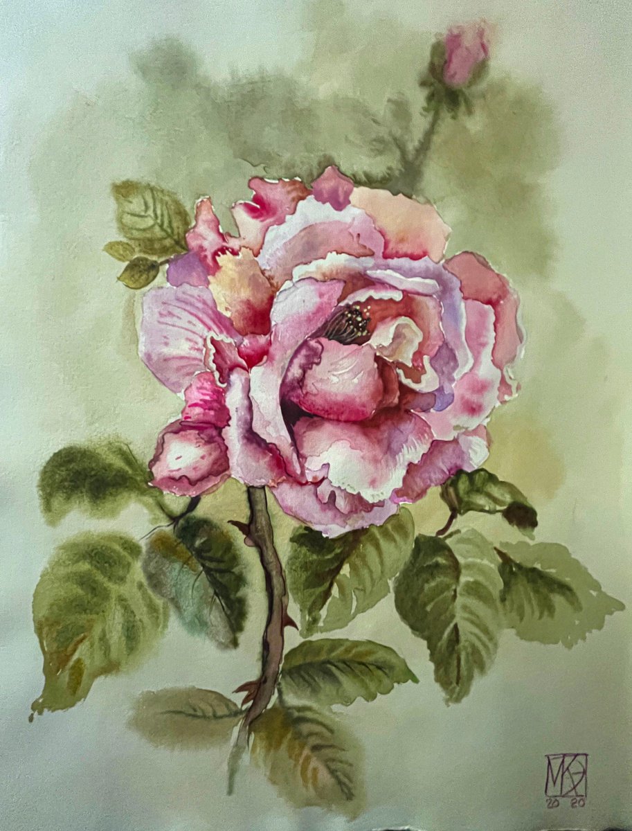Illustrative Botanical Watercolour By Maria Kireev, 10 X 14", Rose From My Garden, Original Artwork