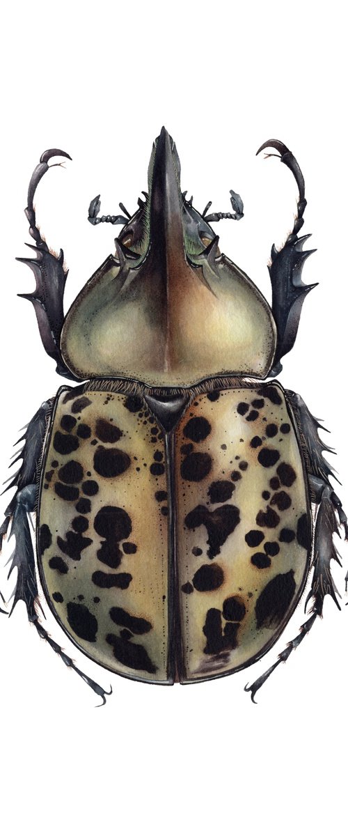 Eastern Hercules Beetle by Katya Shiova
