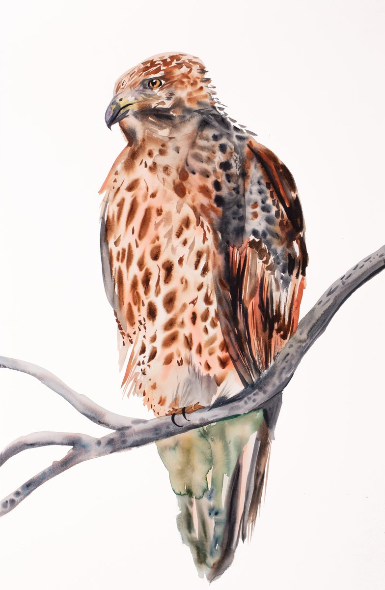 Expressive Animal Watercolour By Elizabeth Becker, 26 X 40, Red-Tailed Hawk No. 5, Original Artwork