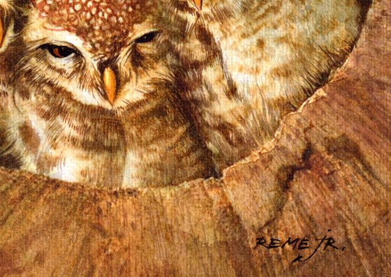 Six Little Cute Owls