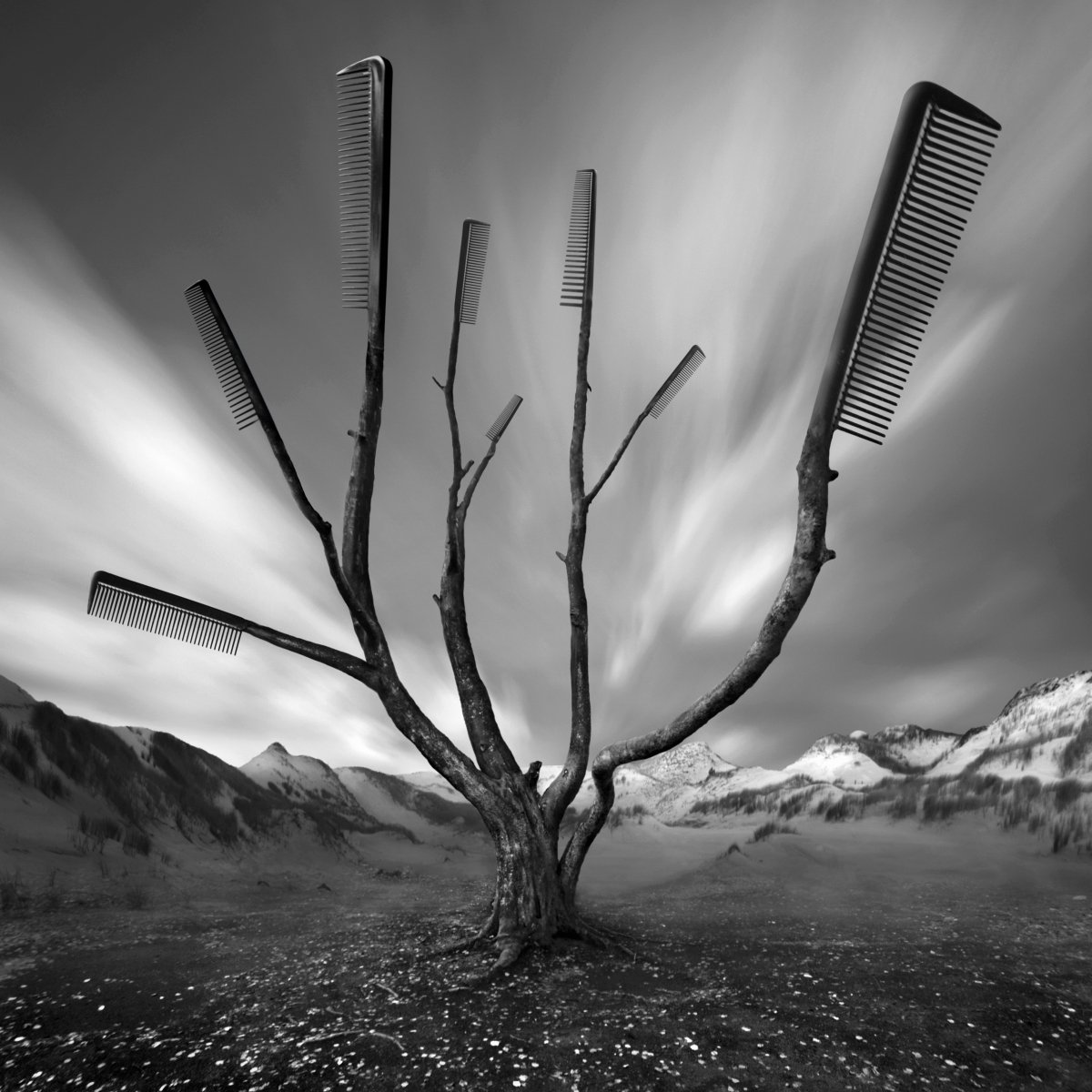 Barber’s tree, 100x100cm, canvas by Dariusz Klimczak