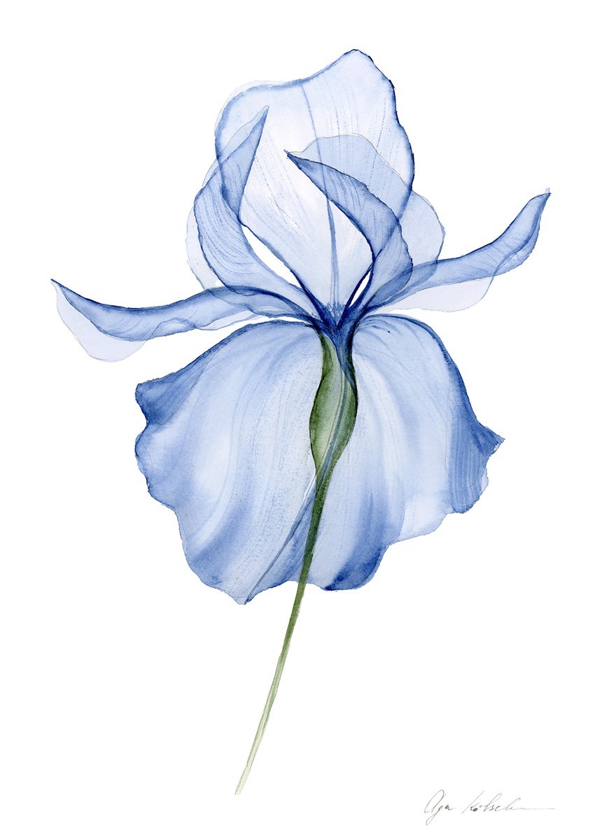 Illustrative Botanical Watercolour By Olga Koelsch, 9 X 12", Transparent Blue Iris, Original Artwork