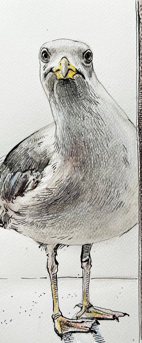 Seagull in the window by Natalia Veyner