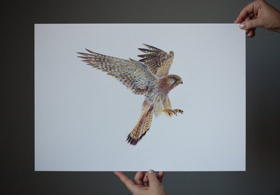 European Kestrel