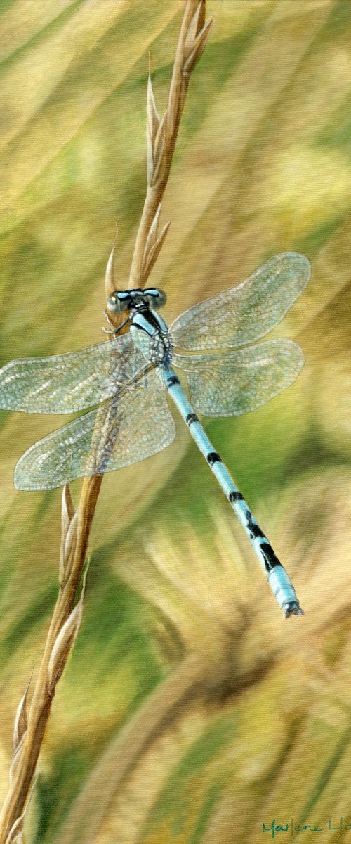 Let Me Borrow Your Wings, dragonfly insect art nature by Marlene Llanes
