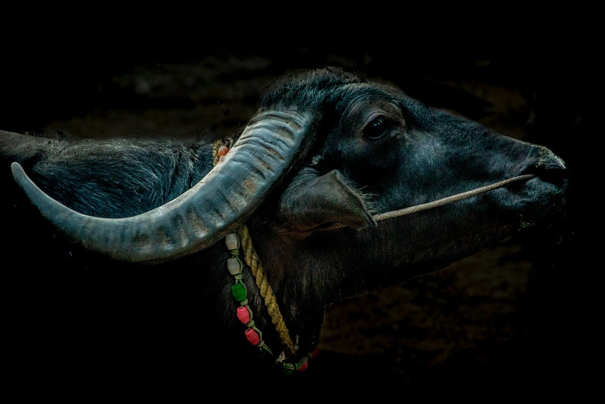 Photorealistic Animal Photograph By Adam Regan, 36 X 24, Fighting Bull, Original Artwork