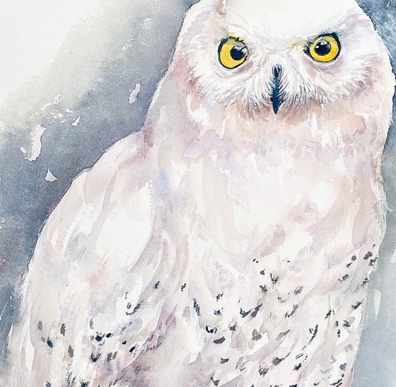 Snow Owl White Vida